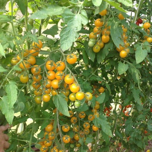 Solanum lycopersicum 'Summer Sun' - Harilik tomat 'Summer Sun' P9/0,55L